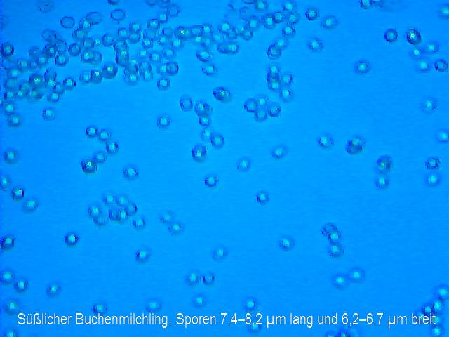 Sporen Süßlicher Buchenmilchling